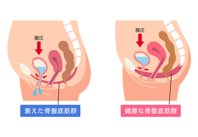骨盤底筋とは？
